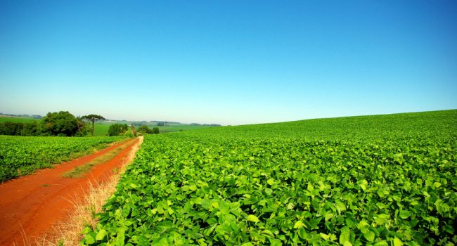 Plantaciones de soja en Brasil.