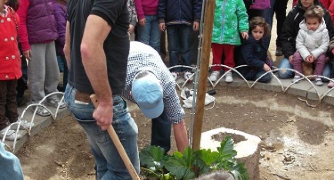 Plantación de un árbol en 2013 en el parque Bruil. Foto: Arredol