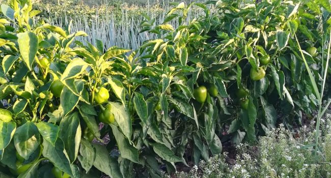 La Red de Semillas organiza dos catas de pimientos y zanahorias ‘tradicionales’ de Aragón