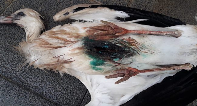 Pollo cigüeña muerto de este viernes Caspe