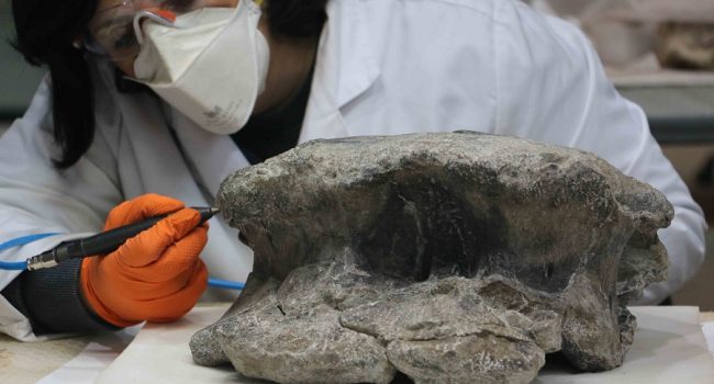 fósiles de gran dinosaurio hallados en Riodeva