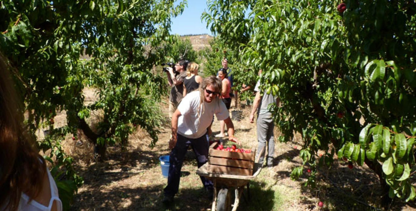 Miembros de la RSP recogiendo fruta en Fraga en 2014. Foto: RSP Zaragoza