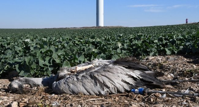 Grulla marcada en Alemania en central eólica La Muga | Foto: Ansar