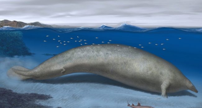 Premio Internacional de Investigación en Paleontología 2024