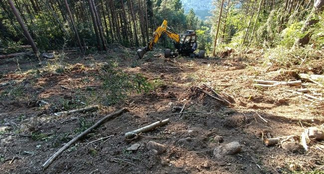 SOS Ribagorza denuncia la “tala a matarrasa” en el Bosque de la Mosquera para la construcción del la telecabina Benás-Sarllé Bemasque Cerler 1