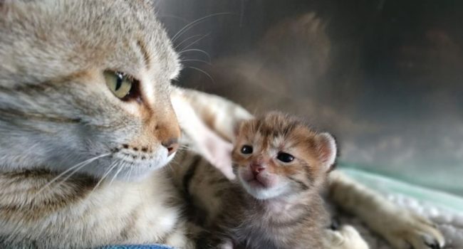Sabina, una de las gatas protegidas por Amigo Mío.