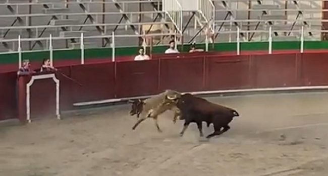 Salvajada en la plaza de toros de Balbastro con público infantil