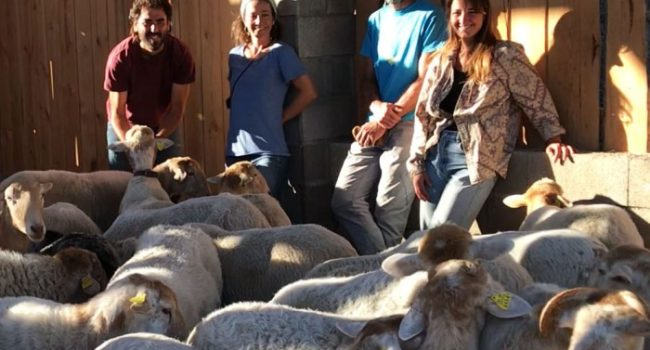 ¿Quieres ayudar a crear una pequeña quesería en el Pirineo aragonés?