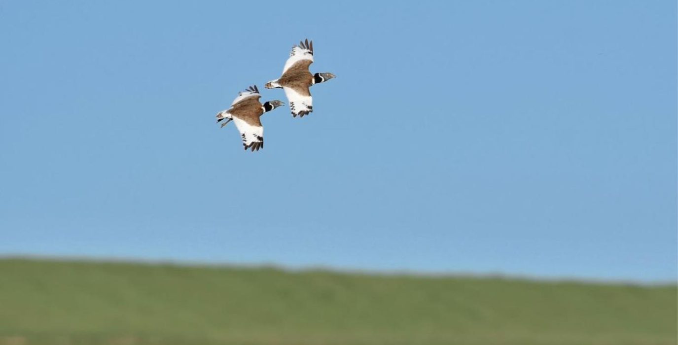 Sisones en vuelo en la zona. Foto: Amigos de la Tierra.