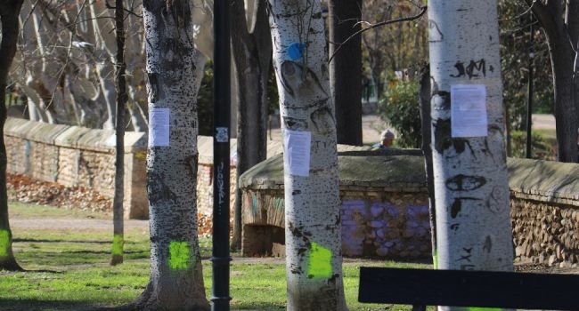 Somos los árboles del Parque Bruil nuestra voz antes de ser silenciados talados 1