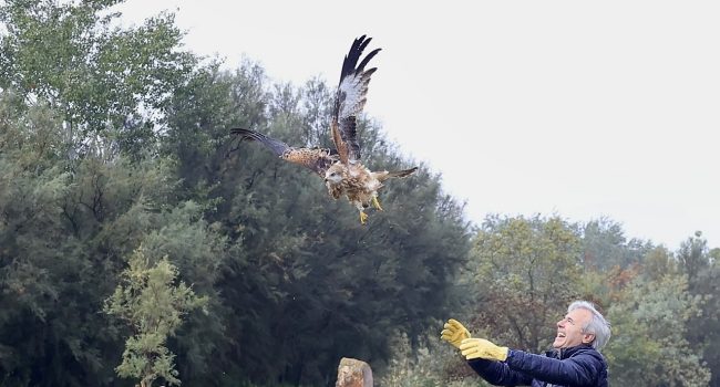 Suelta de milanos reales en L’Alfranca -Pastriz, Comarca Central- | Foto: DGA / Fabián Simón