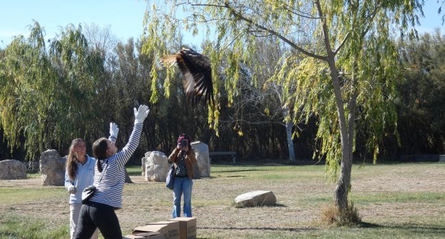 Suelta de milanos reales en L'Alfranca | Foto: DGA
