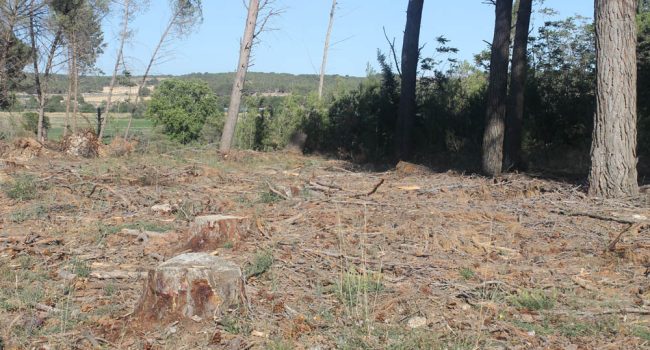 Imagen de la tala de pinos en El Temple | Foto: Ecologistas en Acción