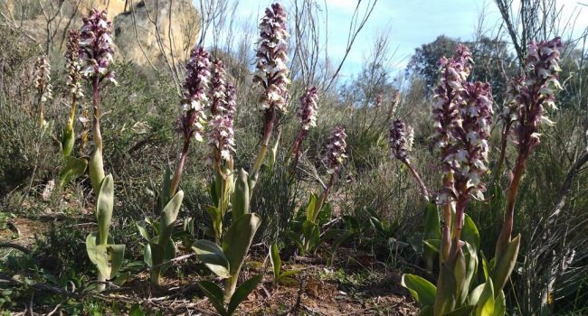 Himantoglossum robertianum en la Sierra de Alcubierre. Una robusta orquídea descubierta en Aragón hace pocos años. Aún se trabaja desde el Gobierno de Aragón por conocer su distribución | Foto: Javier Puente