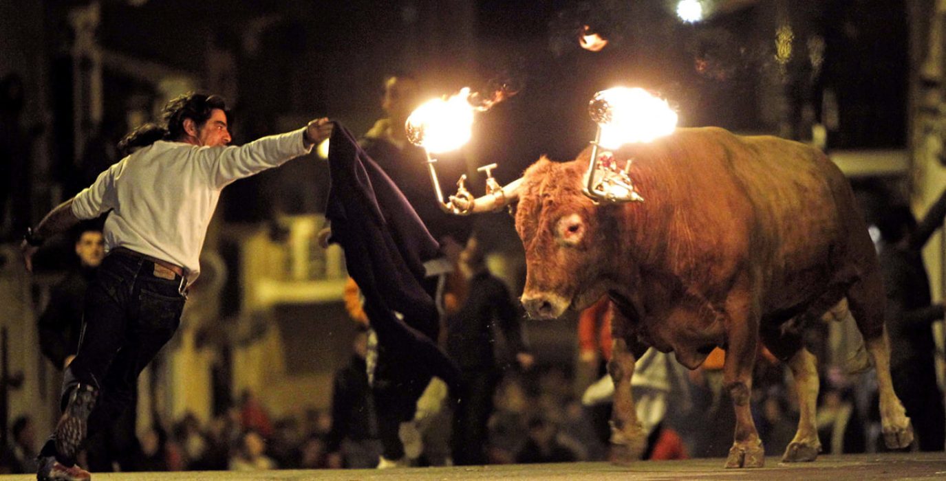 Toro embolado | Foto: Anima Naturalis