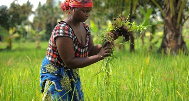 La FAO señala que 800 millones de personas pasan hambre, mientras se dispara la riqueza de los multimillonarios