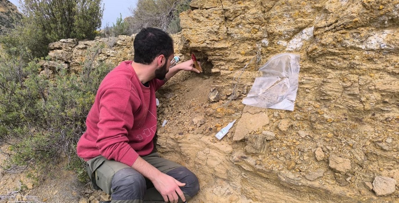 Hallazgo en Riodeva (Comunidad de Teruel, Aragón) durante el año 2024 de una de las vértebras estudiadas | Foto: Fundación Conjunto Paleontológico de Teruel-Dinópolis