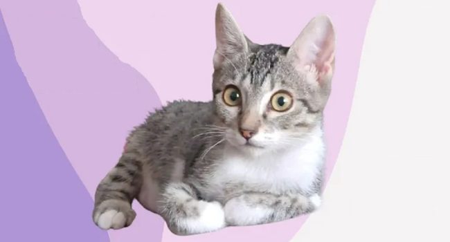 Una protectora de animales de Alcanyiz pide ayuda para “para pagar la operación de una gata rescatada”