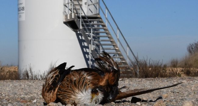 Un milano real muerto por un aerogenerador | Foto: Ansar