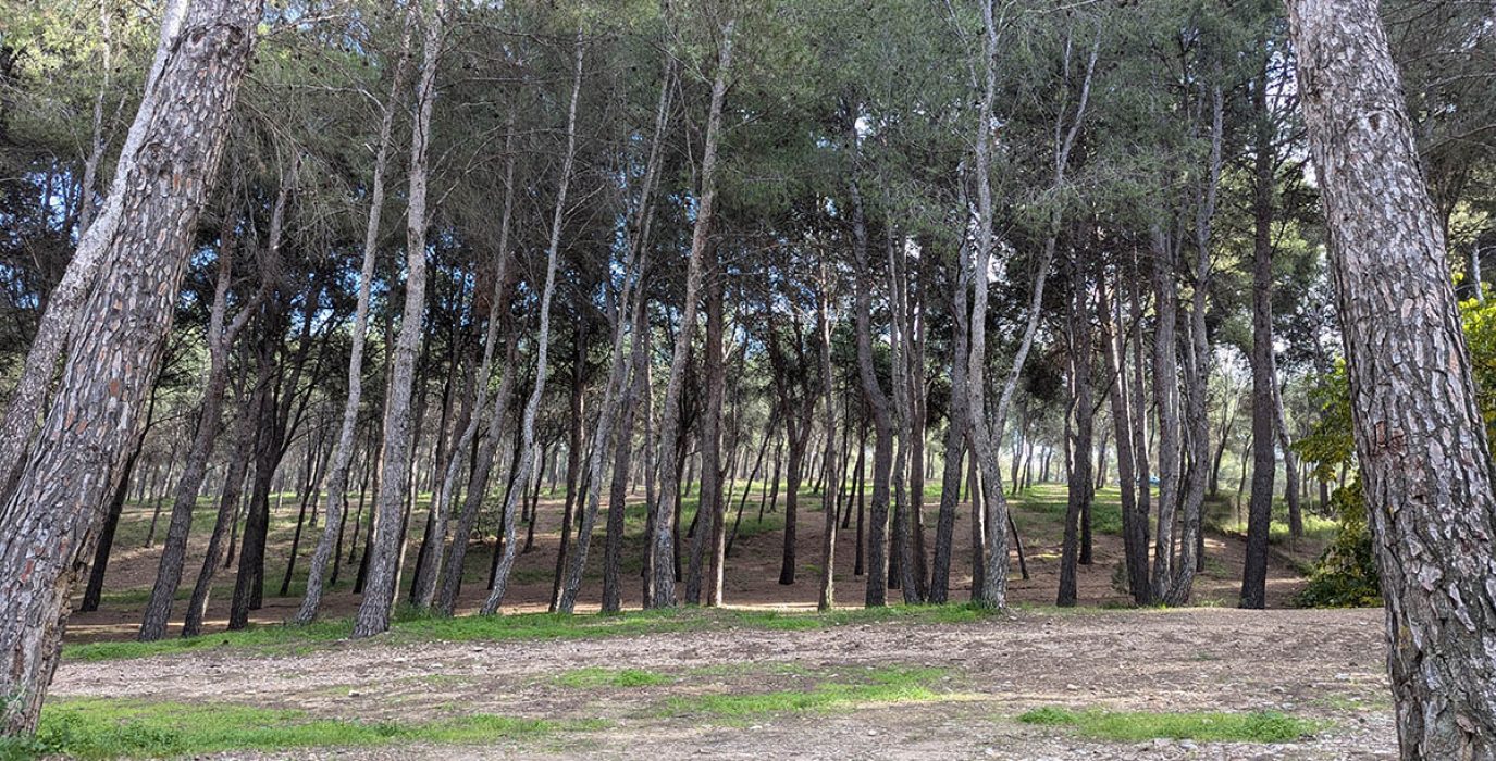 (Archivo) Parte de los 2.000 pinos que el Gobierno del PP pretende talar para ampliar el Parque de Atracciones | Foto: Iker G. Izagirre / AraInfo
