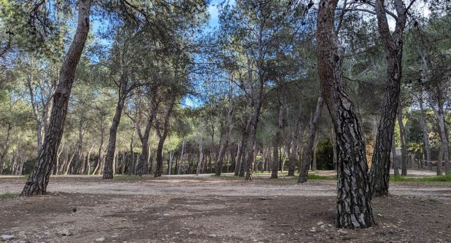 Parte de los 2.000 pinos que el Gobierno del PP pretende talar para ampliar el Parque de Atracciones | Foto: Iker G. Izagirre