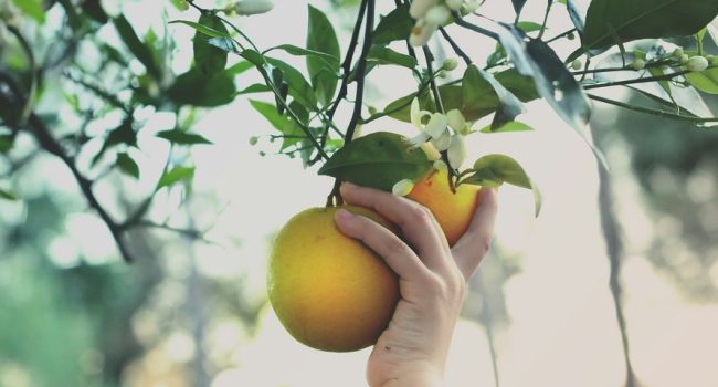Foto: Wendy Aros Routman en unsplash