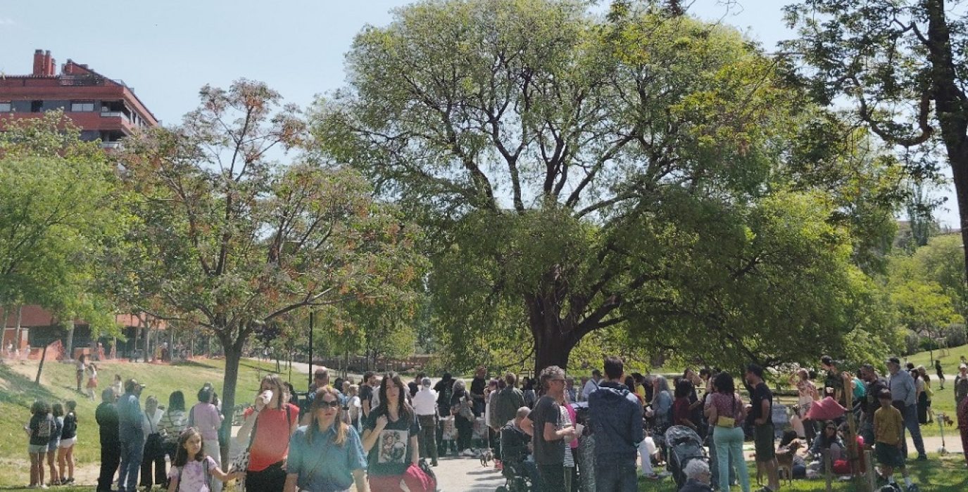 almez litonero Parque Bruil Zaragoza Aragón