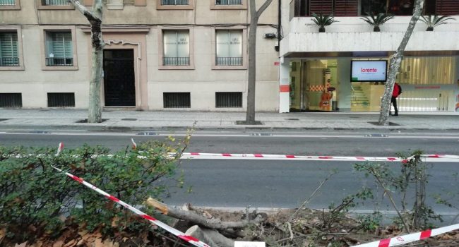 arbol singular zaragoza