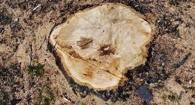Un tocón sin retirar detectado en el mapeo. | Foto: Árboles Vivos