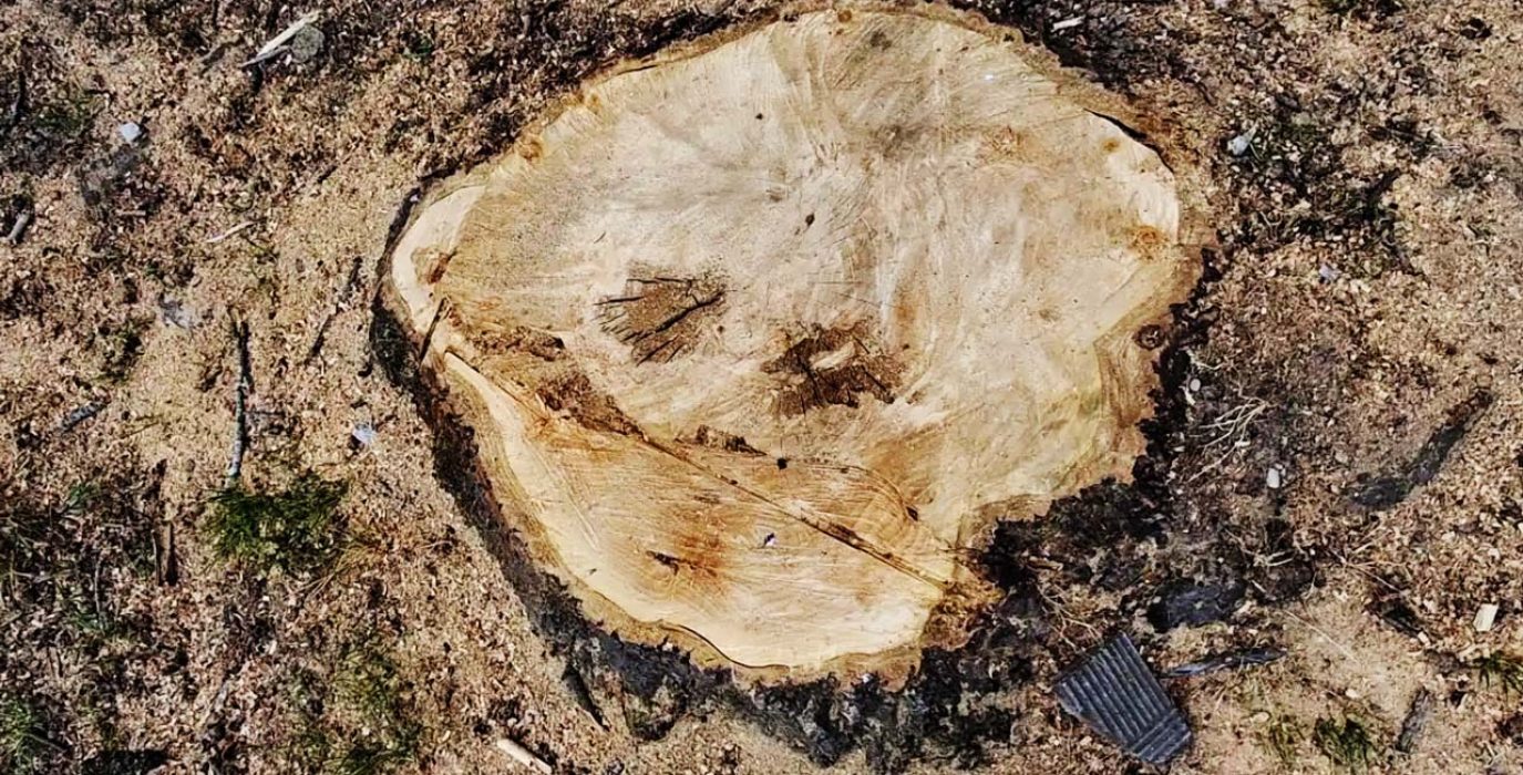 Un tocón sin retirar detectado en el mapeo. | Foto: Árboles Vivos