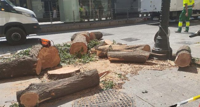 Imagen de los trabajos de tala señalados por la entidades ecologistas. | Foto: Ansar