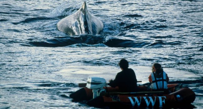 Avistamiento de cetáceos en el Santuario de Pelagos. Foto: WWF.