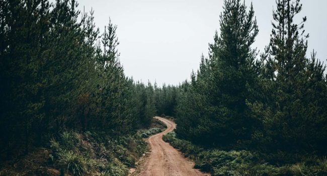 Foto: Micah Boerma, Pexels