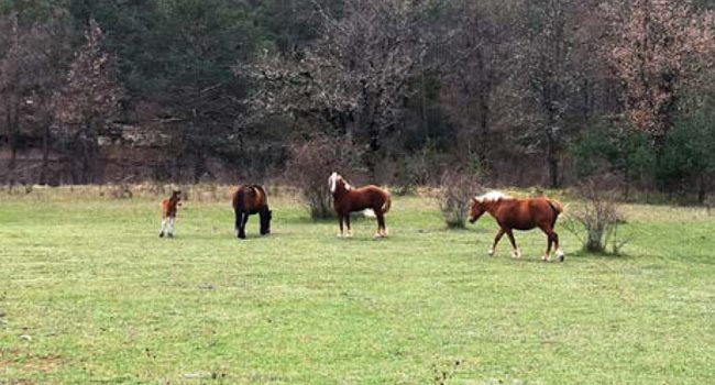 La manada de caballos antes de su captura. | Foto: Sociedad Aragonesa de Protección a los Animales y Plantas