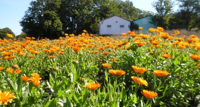 calendula cooperativa galega milhulloa