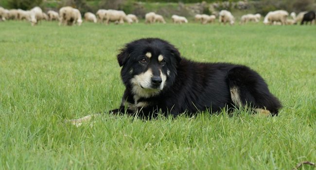 El Can de Chira, el perro pastor aragonés