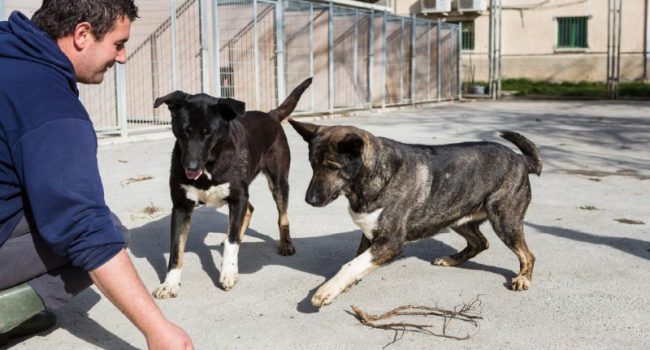 Animal