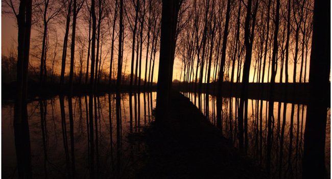 Choperas en la ribera del Ebro. Foto: