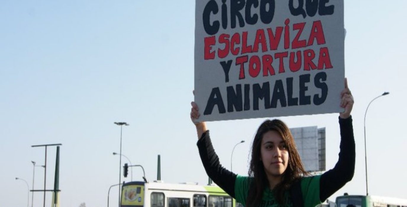 animales