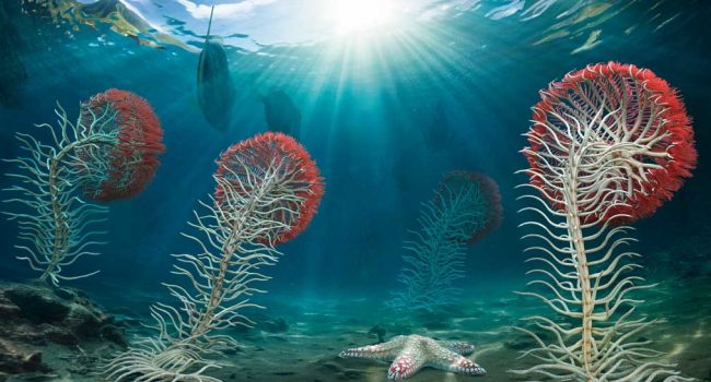 Reconstrucción del modo de vida de unos crinoideos en las aguas poco profundas de la bahía de Oliete. | Imagen de Hugo Salais, Metazoa Studio.
