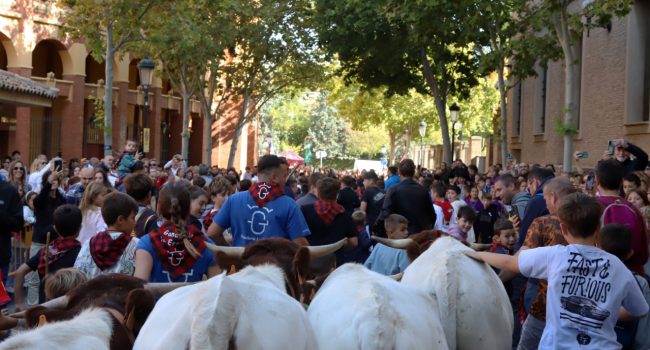 Encierro con mini bueyes en los pasados Pilares | Foto: Plaza de toros de Zaragoza