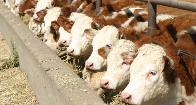 explotación de vacas, macrovaquería