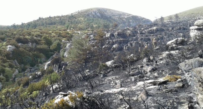 Incendio de Fanlo