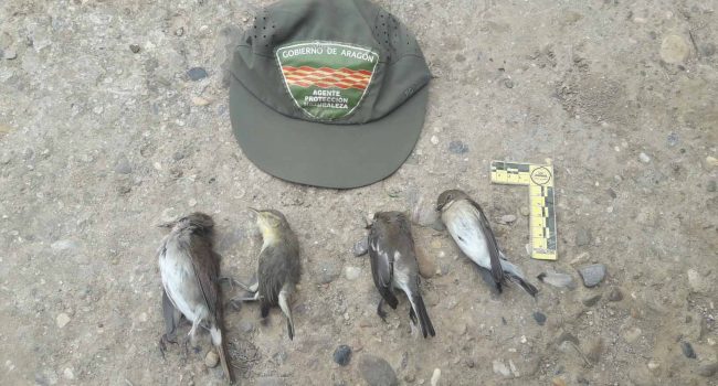 Pájaros capturados por cepos.