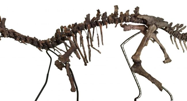 dinosaurios