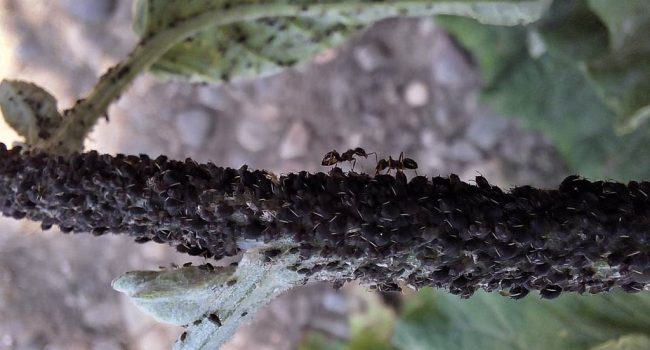 Pulgones vigilados por hormigas en una hoja de lampazo en la ribera del Ebro. Los pulgones se alimentan de la savia de las plantas y segregan una melaza que aprovechan como alimento las hormigas, las cuales los defienden activamente de depredadores | Foto: José A. Domínguez