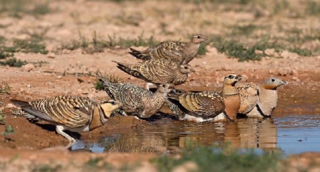 Contrebia 2: un parque eólico letal para aves esteparias en peligro de extinción