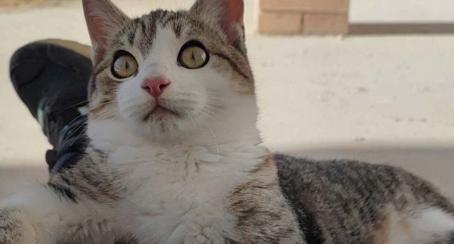 Un gato del refugio de la protectora. | Foto: Amigo Mío