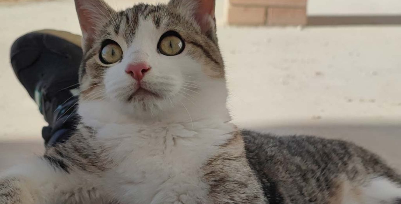 Un gato del refugio de la protectora. | Foto: Amigo Mío