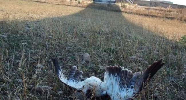 Águila calzada reproductora. Parque eólico Los Cierzos -máquina 5- en Gallur -Ribera Alta del Ebro. | Foto: Ansar